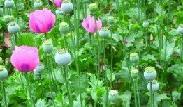 哈尔滨爆料野菜案件最新,揭秘背后真相与食品安全警钟